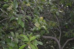 Chionanthus ramiflorus